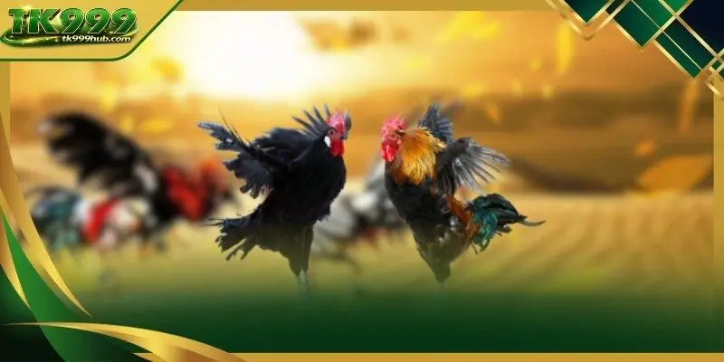 High tier cockfighting
